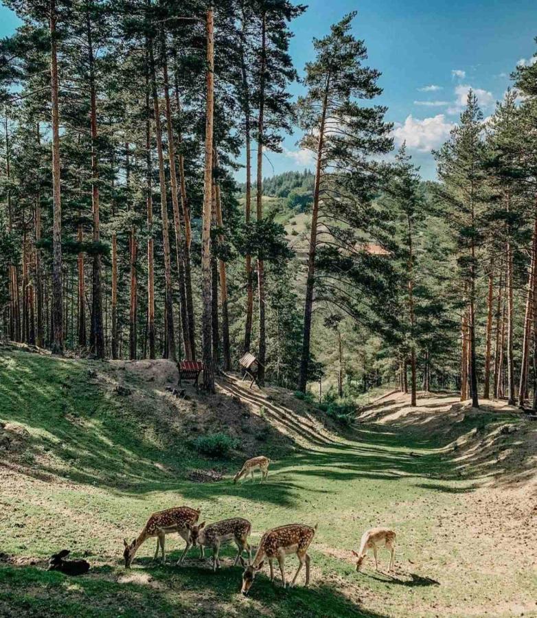 Aurora Resort & Spa Berova Dış mekan fotoğraf